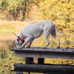 Lokalizator psów DOG GPS X25